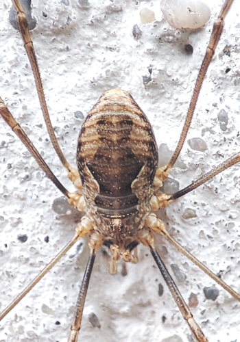 European Harvestman