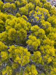 Orites acicularis, photograph (c) Alex Day, some rights reserved (CC BY)
