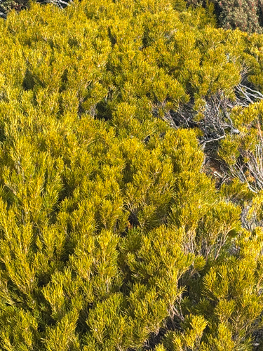 Orites acicularis, photograph 3