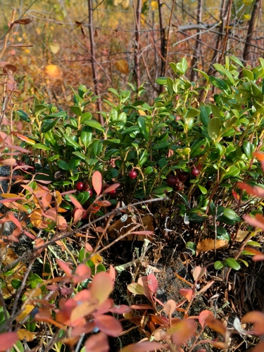Lingonberry