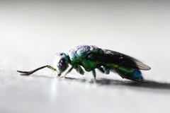 Chrysis lincea