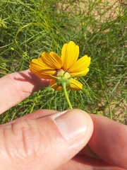 Coreopsis grandiflora