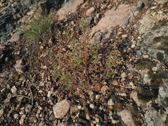 Teucrium botrys