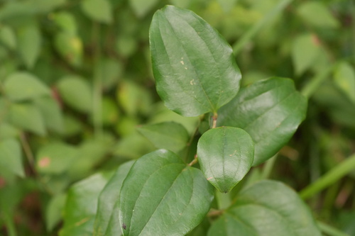 Smilax china