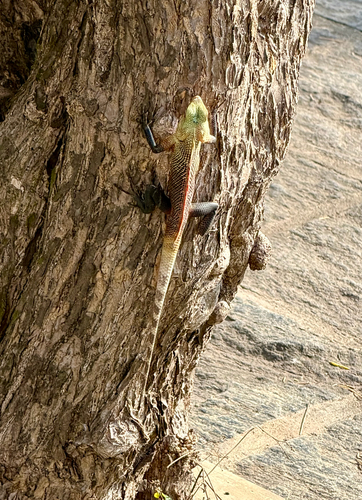 Indian Garden Lizard