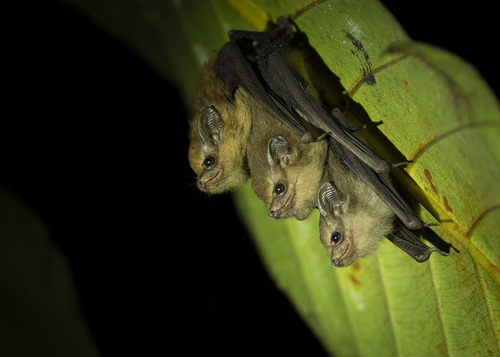 Mosia nigrescens observed 2026-08-02