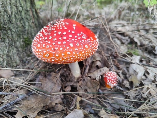 Fly Agaric
