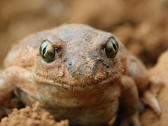 Pelobates vespertinus