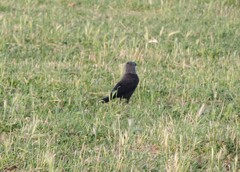 Corvus monedula