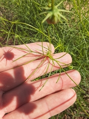Coreopsis grandiflora
