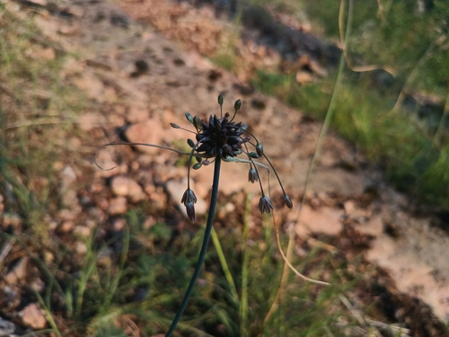 Allium oleraceum, photograph 2
