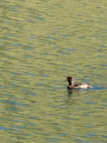 Tufted Duck