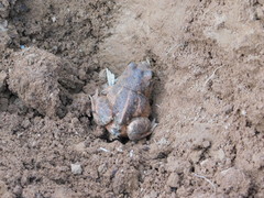 Pelobates vespertinus