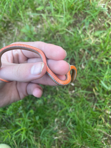 Red-bellied Snake