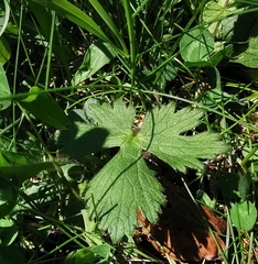 Ranunculus tuberosus
