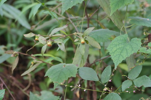 Carpesium divaricatum observed 2026-09-13
