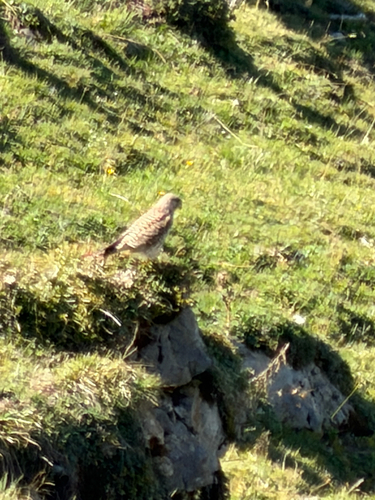 Eurasian Kestrel