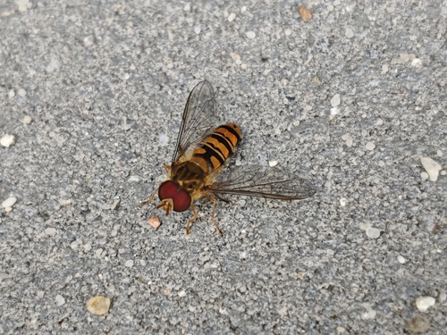 Marmalade Hover Fly
