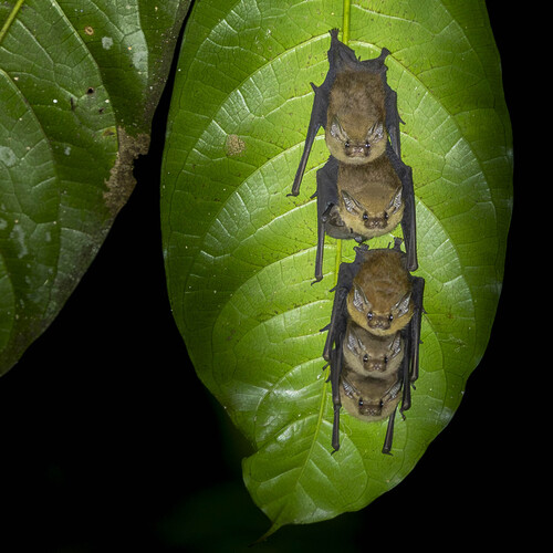 Mosia nigrescens observed 2026-08-02