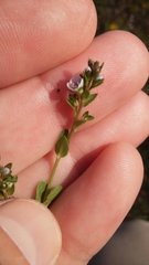 Veronica serpyllifolia serpyllifolia