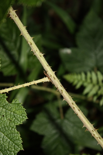 Rubus moluccanus, photograph 4