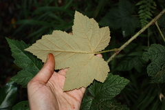 (c) O.Neate, some rights reserved (CC BY-SA) Rubus moluccanus, photograph (c) O.Neate, some rights reserved (CC BY-SA)