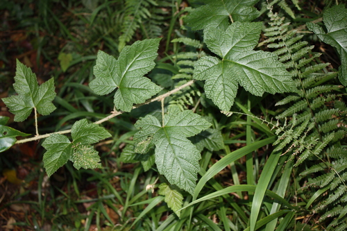 Rubus moluccanus, photograph 2