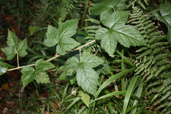(c) O.Neate, some rights reserved (CC BY-SA) Rubus moluccanus, photograph (c) O.Neate, some rights reserved (CC BY-SA)
