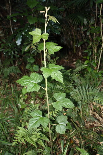 Rubus moluccanus, photograph 5