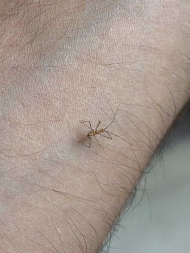 Leafhopper Assassin Bug