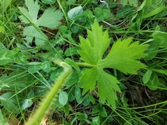 Ranunculus tuberosus