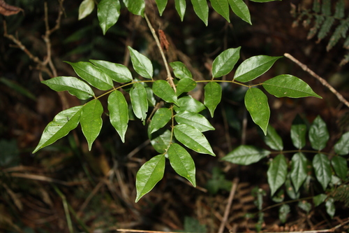 Austrosteenisia blackii, photograph 2