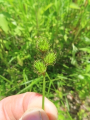 Carex brevior