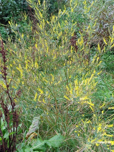 Yellow Sweetclover