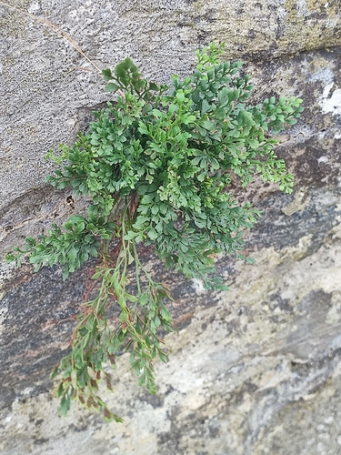 wall-rue