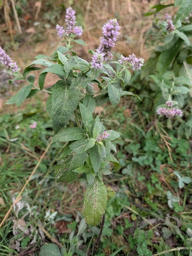 Horse Mint