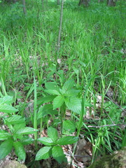 Mercurialis perennis