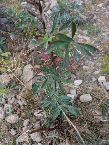 Large-leaved lupine