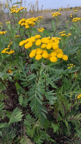 tansy