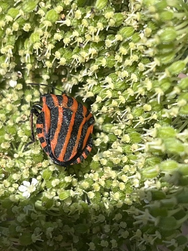 Continental Striped Shield Bug