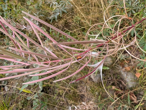 fireweed