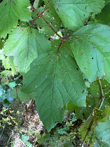 guelder-rose