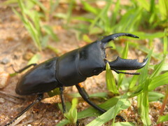 Serrognathus titanus nobuyukii