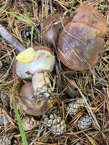 Purple-veiled Slippery Jack