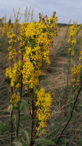 European goldenrod