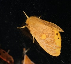 Euproctis quadrangularis