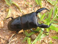 Serrognathus titanus nobuyukii