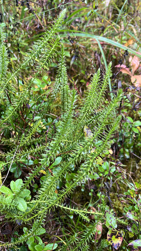 interrupted clubmoss