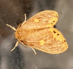 Euproctis quadrangularis