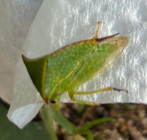 Buffalo Treehopper